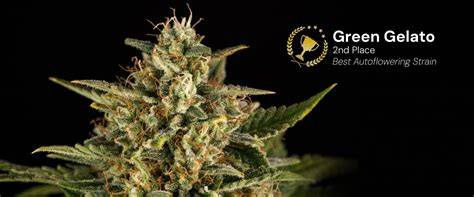 Fotografie: Gelato Auto Buds mit goldenen Blütenstempeln und klebrigem Harz