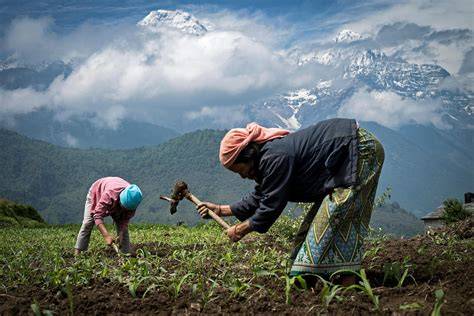 Fotoreportage: Gurung-Honigjäger an Bambusleitern an nepalesischen Felsklippen