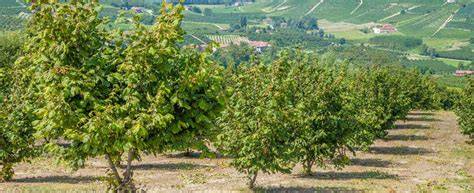 Fotostrecke: Trüffelplantage, geimpfte Haseln, Ernte mit Hund