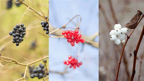 Früchte des Frühlings und Marmeladengläser im Herbst