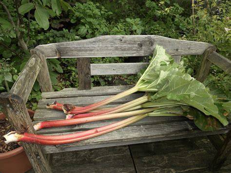 Frühling im Garten: Rhabarberernte und Backtradition