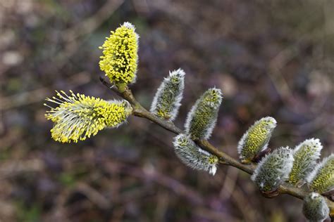 Frühlingsblüten: Obstblüten und Weidenkätzchen