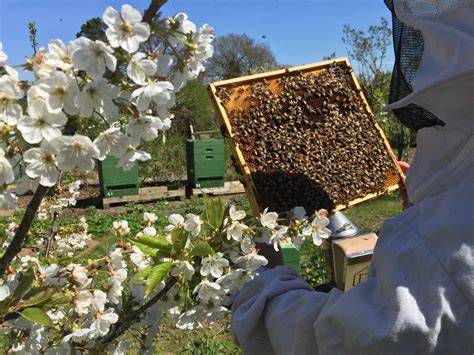 Frühtracht: blühende Rapsfelder mit Bienen