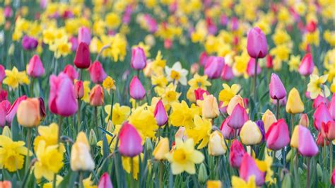 Freizeitaktivitäten und Feste im Frühling