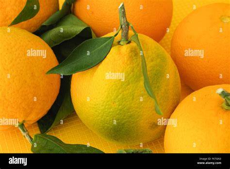 Frisch geerntete Calamondin-Orangen am Zweig