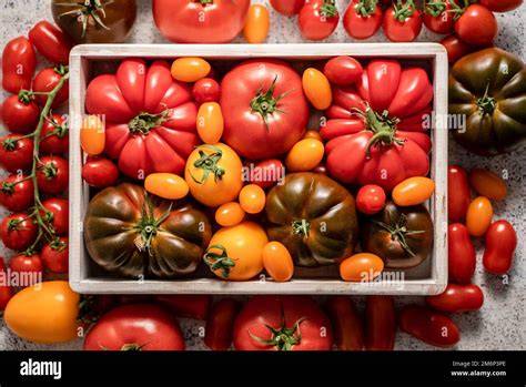 Frisch geerntete reife Tomaten in verschiedenen Sorten
