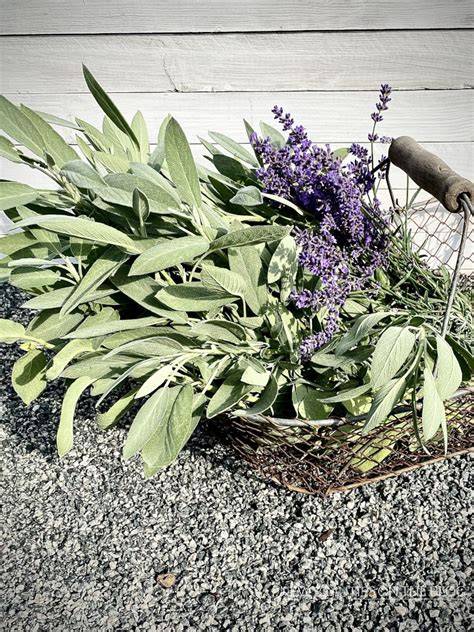 Frisch geernteter Lavendel aus dem Garten
