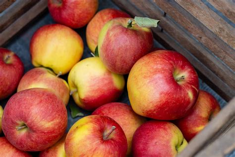 Frisch geernteter Rhabarber und knackige Äpfel als Dessertgrundlage