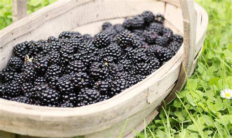 Frisch gepflückte Brombeeren im Körbchen