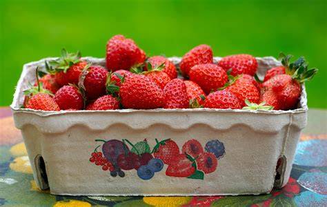 Frisch gepflückte Erdbeeren in einer Schale, bereit zur Kuchenverarbeitung