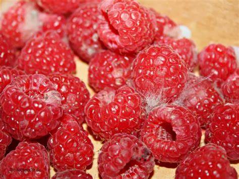 Frisch gepflückte Himbeeren