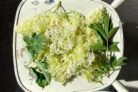 Frisch gepflückte Holunderblütendolden auf gelber Unterlage