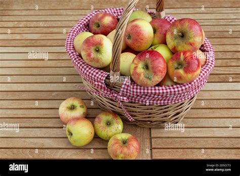 Frische Boskop-Äpfel auf einem Bauernhof