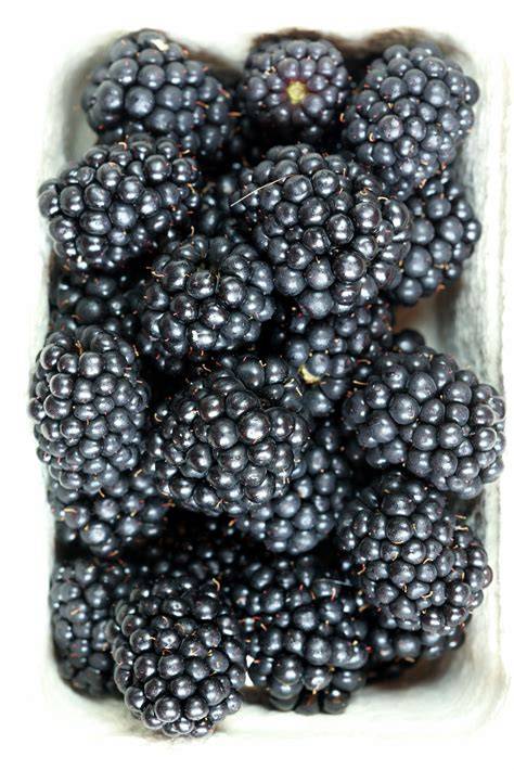 Frische Brombeeren in einer Schale, bereit zur Verarbeitung