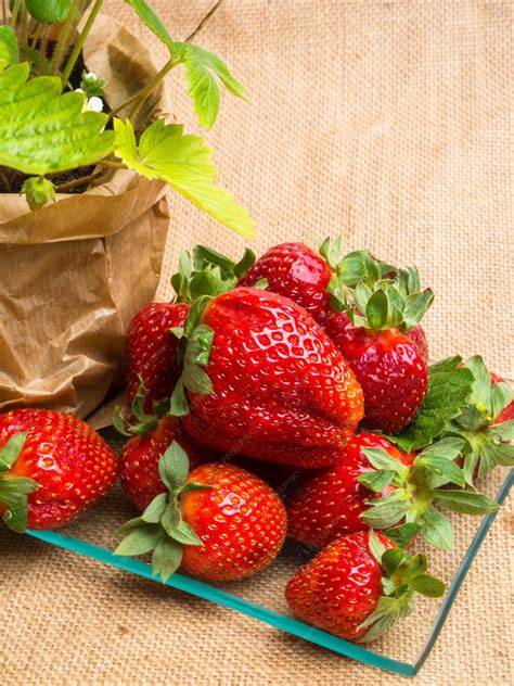 Frische Erdbeeren auf Backpapier