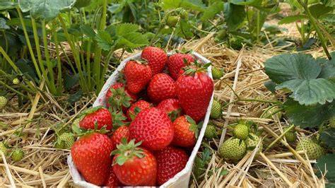Frische Erdbeeren auf dem Feld