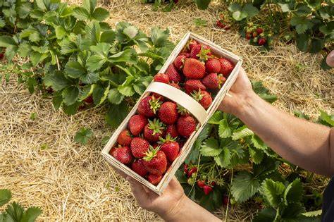 Frische Erdbeeren direkt vom Feld - die beste Wahl für Erdbeerkuchen