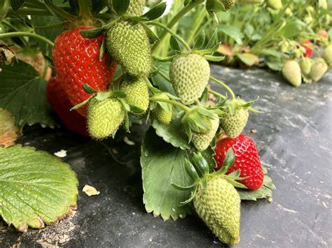 Frische Erdbeeren für No-Bake-Kuchen: Saison und Vielfalt