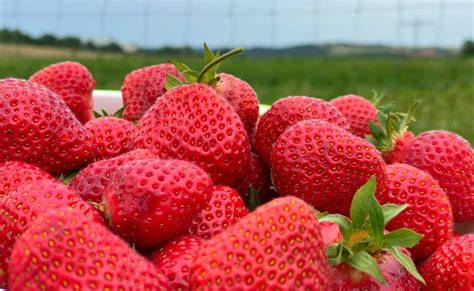 Frische Erdbeeren vom Feld