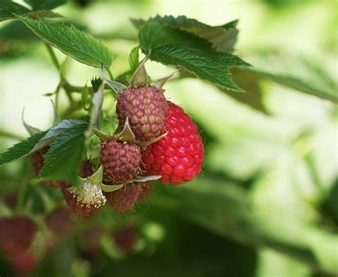 Frische Himbeeren aus dem Garten
