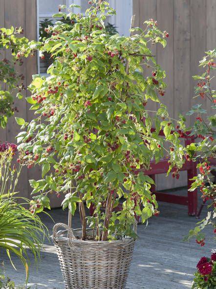 Frische Himbeeren im Topf