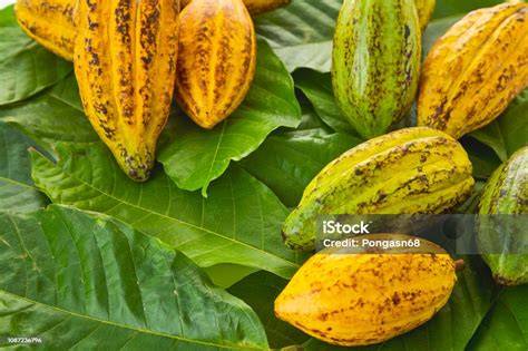 Frische Kakaofrüchte und Kakaobohnen aufgeschnitten