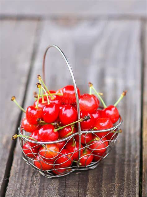 Frische Kirschen im Sommer