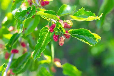 Frische Maulbeeren am Zweig, Detailaufnahme