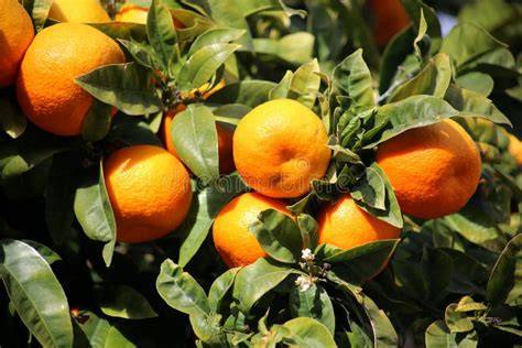 Frische Orangen auf Mallorca
