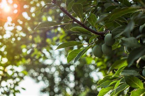 Frische Pflaumen am Baum
