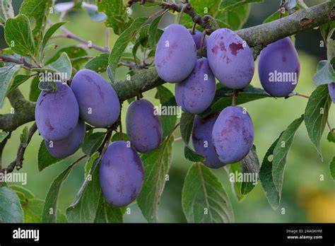 Frische Pflaumen am Baum, perfekte Backzeit