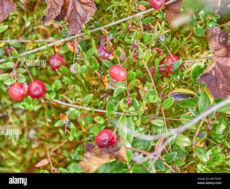 Frische Preiselbeeren im Wald