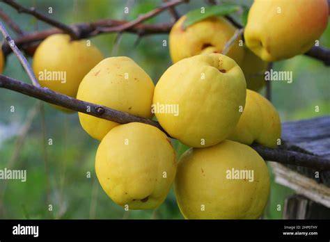 Frische Quitten am Baum - Erntezeit im Herbst