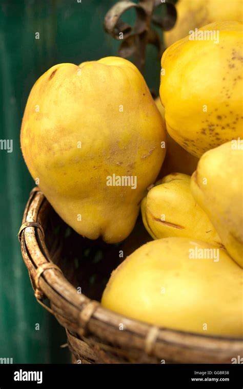 Frische Quitten im Korb