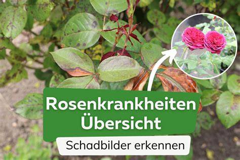 Frische Rosenblätter im Garten