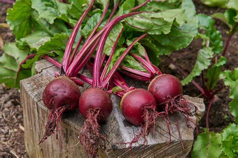 Frische Rote Bete Knollen auf dem Markt