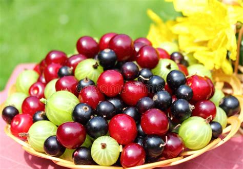 Frische Stachelbeeren im Korb