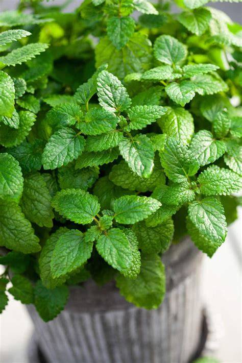 Frische Zitronenmelisse neben Erdbeeren