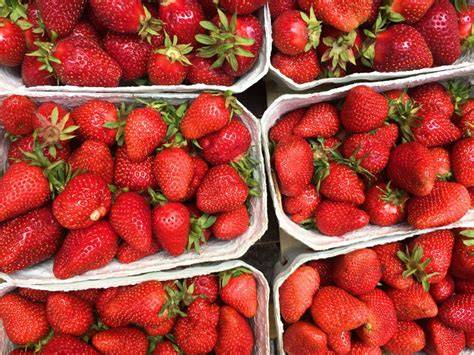 Frische regionale Erdbeeren