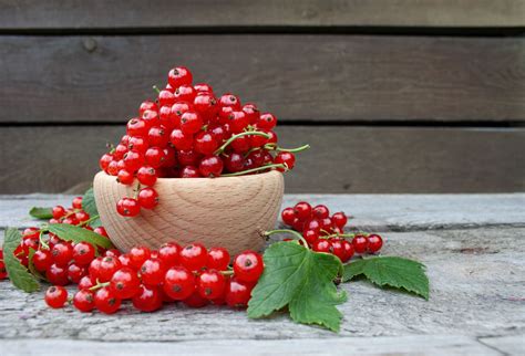 Frische rote Johannisbeeren auf einem Teig in einer Backform