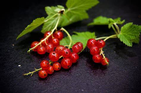 Frische rote Johannisbeeren auf grünen Stielen