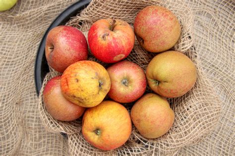 Frische säuerliche Äpfel zum Backen