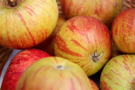 Frische säuerliche Apfelsorten - Elstar und Cox Orange