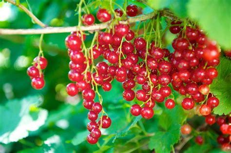 Frische schwarze Johannisbeeren am Strauch