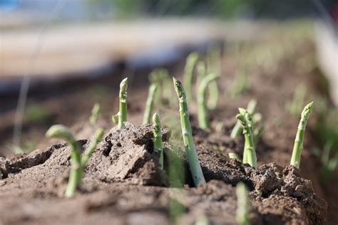Frischer grüner Spargel frisch vom Feld