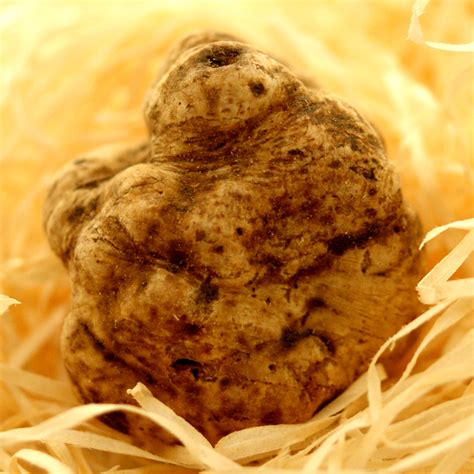 Frischer weißer Trüffel und Tagliolini angerichtet auf einem Holzteller