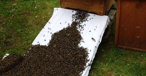 Fruchtspiegel einlaufen lassen