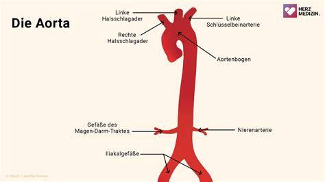 Funktionsweise und Anatomie der Aorta