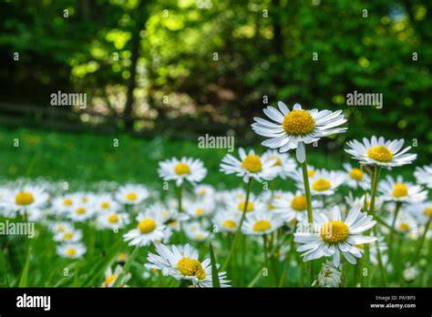 Gänseblümchen auf einer Wiese als natürliche Ressource