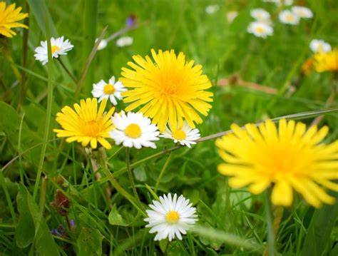 Gänseblümchen und Löwenzahn auf einer Wiese